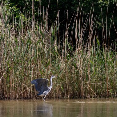 Vahşi gri balıkçıl (Cinerea Ardea)