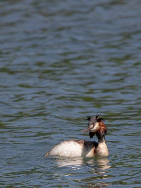Büyük Armalı Yunus (Podiceps kriteri)