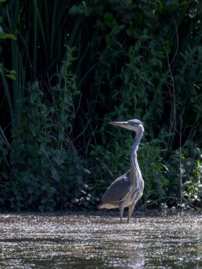 Vahşi gri balıkçıl (Cinerea Ardea)