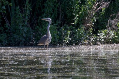 Vahşi gri balıkçıl (Cinerea Ardea)