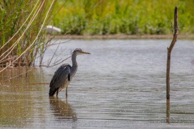 Vahşi gri balıkçıl (Cinerea Ardea)