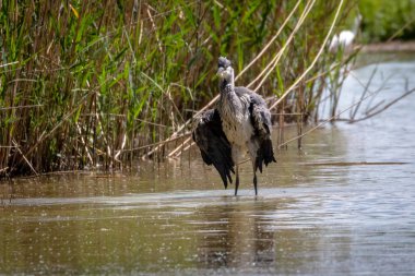 Vahşi gri balıkçıl (Cinerea Ardea)