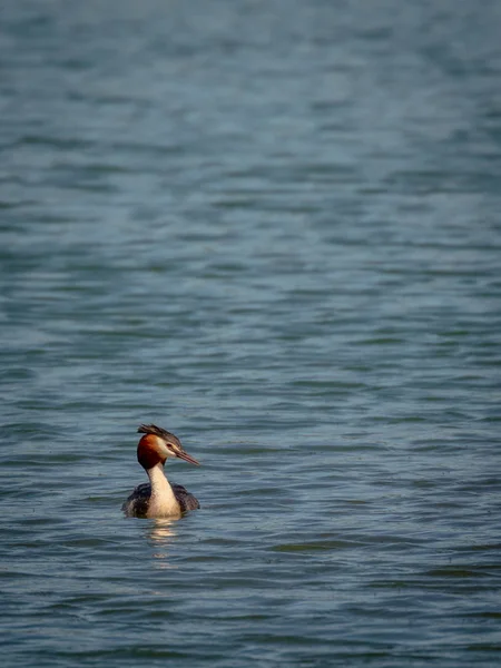 Grèbe Grandes Crêtes Podiceps Cristatus — Photo