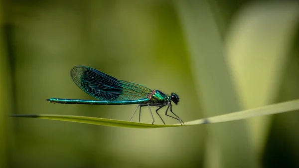 Zbliżenie Emerald Łątka — Zdjęcie stockowe