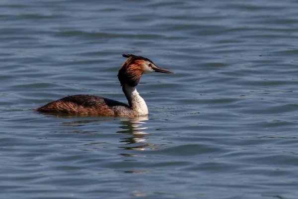 Grèbe Grandes Crêtes Podiceps Cristatus — Photo