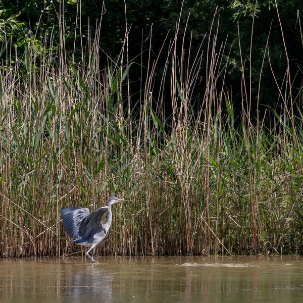 Divoké Volavka Popelavá Cinerea Ardea — Stock fotografie