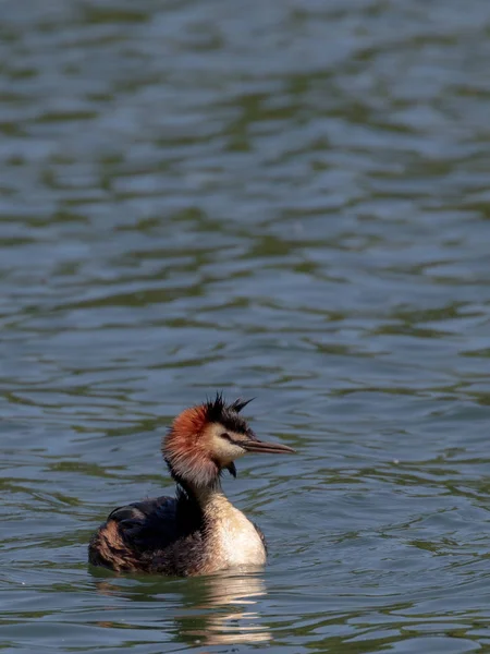 Grèbe Grandes Crêtes Podiceps Cristatus — Photo