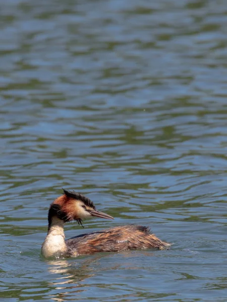 Grèbe Grandes Crêtes Podiceps Cristatus — Photo