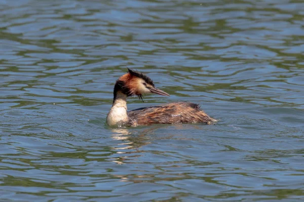 Grebe Gran Cresta Podiceps Cristatus — Foto de Stock