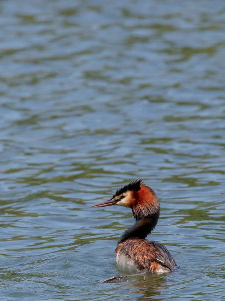 Grèbe Grandes Crêtes Podiceps Cristatus — Photo