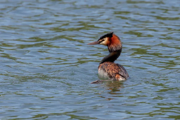 Stor Crested Grebe Podiceps Cristatus — Stockfoto