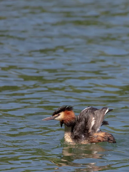 Grebe Gran Cresta Podiceps Cristatus — Foto de Stock