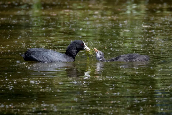 Avrasya Coot Fulica Atra Onun Kızlarla Yüzme — Stok fotoğraf