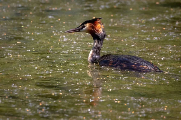 Grebe Czubaty Podiceps Cristatus — Zdjęcie stockowe