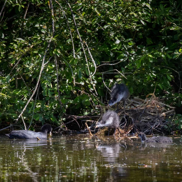 Avrasya Coot Fulica Atra Onun Kızlarla Yüzme — Stok fotoğraf