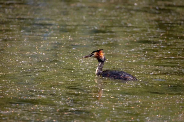 Grèbe Grandes Crêtes Podiceps Cristatus — Photo