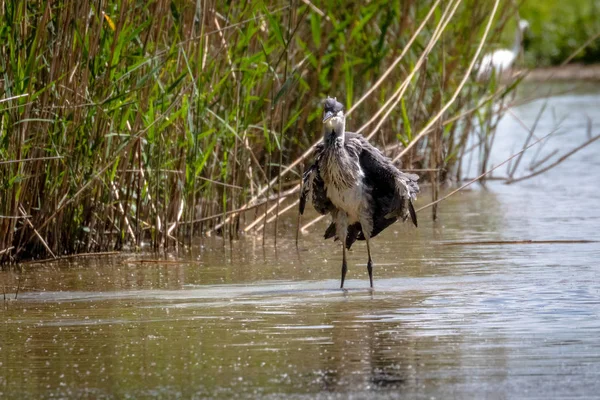 Wild Grey Heron Cinerea Ardea — Stock Photo, Image