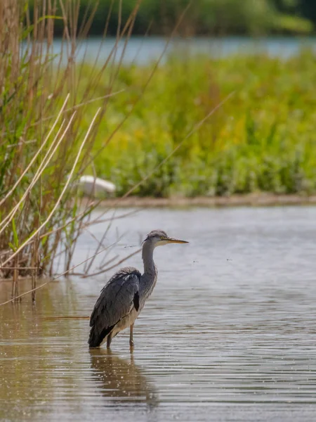 Garza Gris Salvaje Cinerea Ardea —  Fotos de Stock