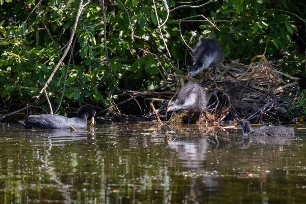 Avrasya Coot Fulica Atra Onun Kızlarla Yüzme — Stok fotoğraf