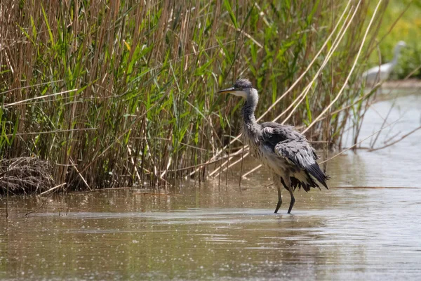 Дикая Серая Цапля Cinerea Ardea — стоковое фото