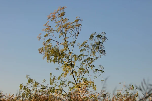 Clima Cálido Crecimiento Plantas Silvestres —  Fotos de Stock