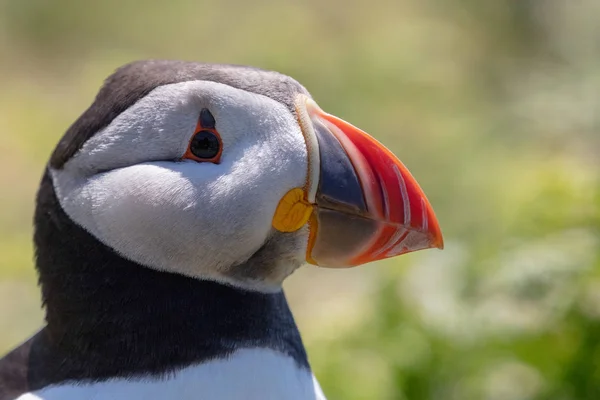 Wild Atlantic Puffin Fratercula Arctica — Stock fotografie