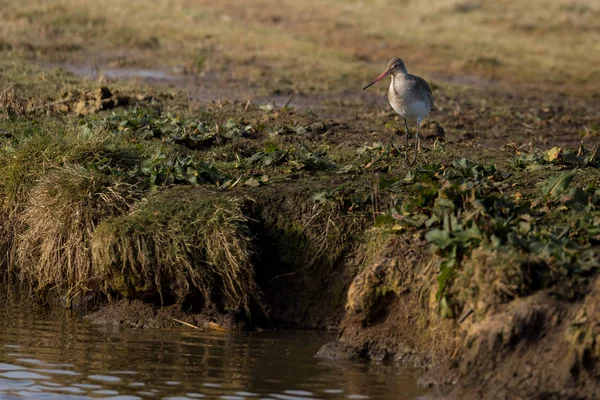 Водоплавающая Птица Черный Хвостатый Годвит Limosa Limosa Norfolk — стоковое фото