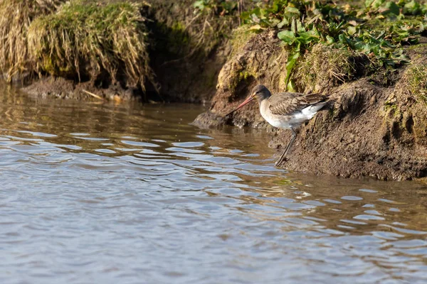 Water Vogel Black Tailed Godwit Limosa Limosa Norfolk — Stockfoto