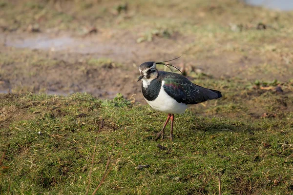 Kievit Gezien Norfolk Wetand Gebied Verenigd Koninkrijk Vanellus Vanellus — Stockfoto