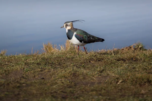 Kievit Gezien Norfolk Wetand Gebied Verenigd Koninkrijk Vanellus Vanellus — Stockfoto