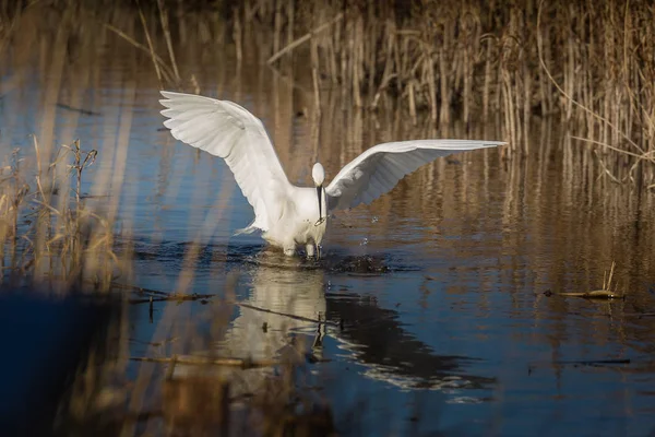 Nagy Fehér Kócsag Ardea Alba Látható Norfolki Lápok Egyesült Királyságban — Stock Fotó