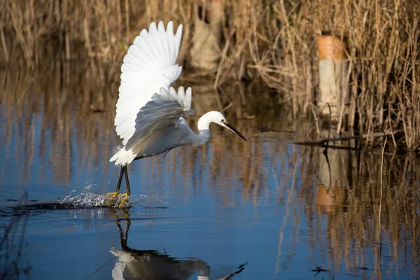 Volavka Bílá Ardea Alba Norfolku Mokřadů — Stock fotografie