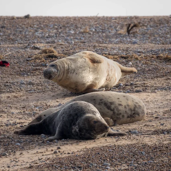 Common Grey Seals Blakeney Point Norfolk February 2018 — Stock Photo, Image