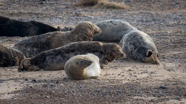 Selos Comuns Cinzentos Blakeney Point Norfolk Durante Fevereiro 2018 — Fotografia de Stock