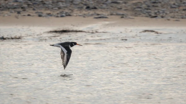 Huîtrier Eurasie Haematopus Ostralegus Également Connu Sous Nom Huîtrier Pattes — Photo