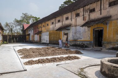 Fort Kochi, Hindistan - 16 Kasım 2017: tüm Çarşısı, bir kadın co-operatif, ham zencefil hasat. Fort Cochin, Kerela, Hindistan..