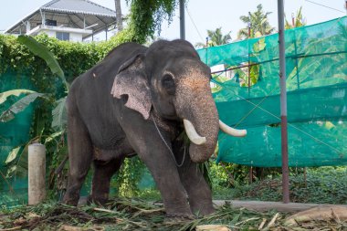 Fort Kochi, Hindistan - 16 Kasım 2017: Fort Cochin Hindistan'da Hindu törenlerde kullanılmak tutulan esir bir fil.