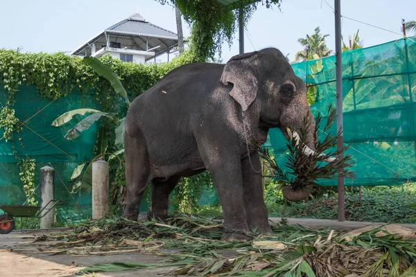 Fort Kochi, Hindistan - 16 Kasım 2017: Fort Cochin Hindistan'da Hindu törenlerde kullanılmak tutulan esir bir fil.