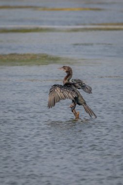 Kerela Hindistan'da görülen küçük karabatak (Phalacrocorax niger)