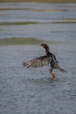 Kerela Hindistan'da görülen küçük karabatak (Phalacrocorax niger)