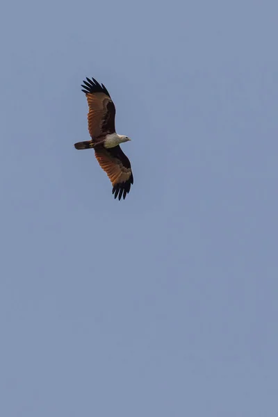 Brahminy Kite Haliastur Indus Seen Kerela India — Stock Photo, Image