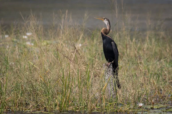 Восточная Дротилка Индийская Дротилка Anhinga Melesgaster Водоплавающая Птица Южной Юго — стоковое фото