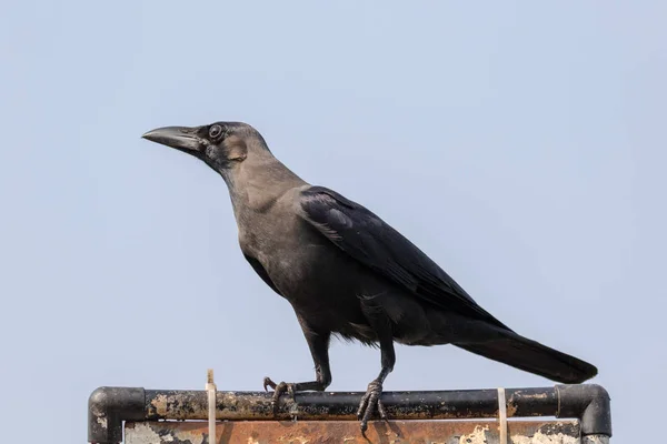 House Crow Corvus Splendens Also Known Indian Greynecked Ceylon Colombo — Stock Photo, Image