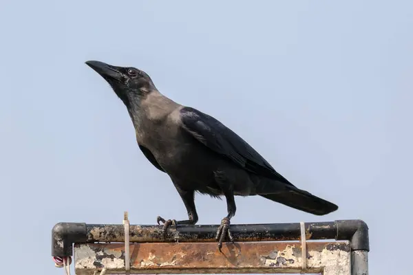 Corvo Casa Corvus Splendens Também Conhecido Como Corvo Indiano Grisalho — Fotografia de Stock