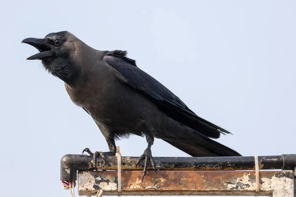 Cuervo Casa Corvus Splendens También Conocido Como Cuervo Indio Cuello — Foto de Stock