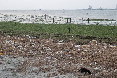 Çevre sorunu, Kochi, Güney Hindistan Beach'te plastik büyük miktarda atık