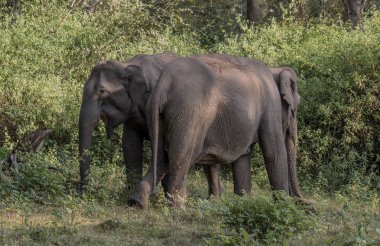 Asya fili (Elephas maximus) doğada Wayand orman alanı, Güney Hindistan fotoğrafı