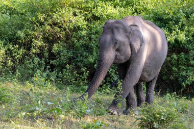 Asya fili (Elephas maximus) doğada Wayand orman alanı, Güney Hindistan fotoğrafı