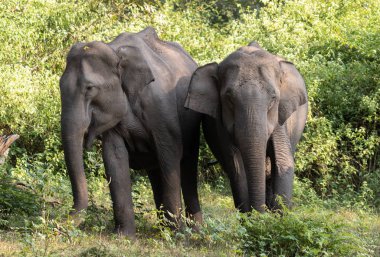 Asya fili (Elephas maximus) doğada Wayand orman alanı, Güney Hindistan fotoğrafı