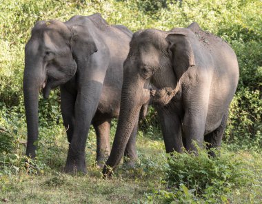 Asya fili (Elephas maximus) doğada Wayand orman alanı, Güney Hindistan fotoğrafı